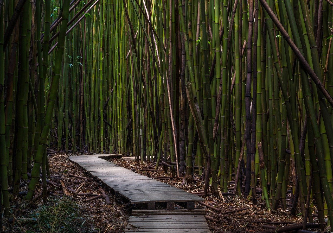 bamboo trees, dock, environment-1867840.jpg